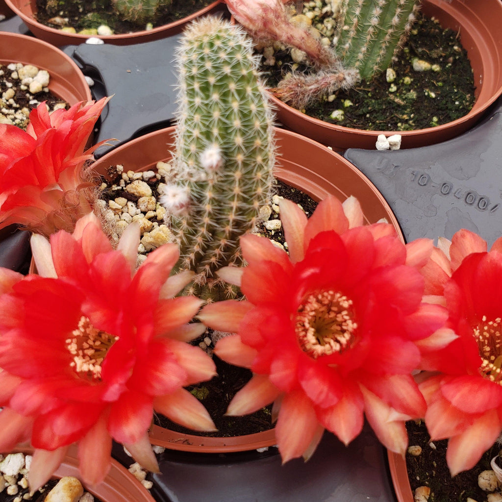 Peanut Cactus ‘Echinopsis chamaecereus’