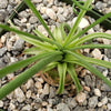 Albuca namaquensis