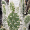 Opuntia Snow Fuzzy cutting