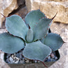 Agave truncata