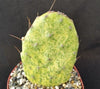 Opuntia sunburst variegata