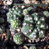 Gymnocalycium dopianum