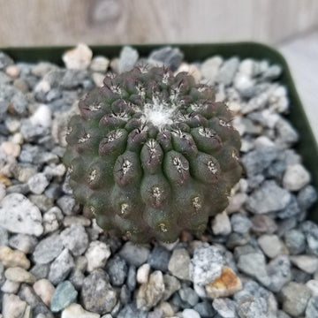 Neochilenia vexata  Planet Desert