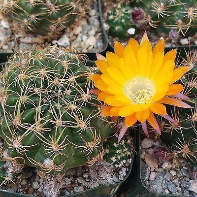 Lobivia acanthoplegma v. roseiflora