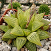 Haworthia turgida