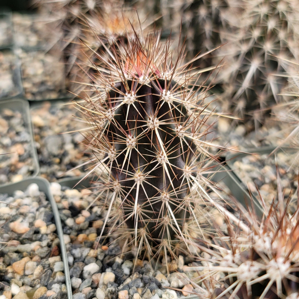 Stenocereus machaerocereus eruca