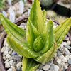 Golden Toothed Aloe - Aloe nobilis variegata