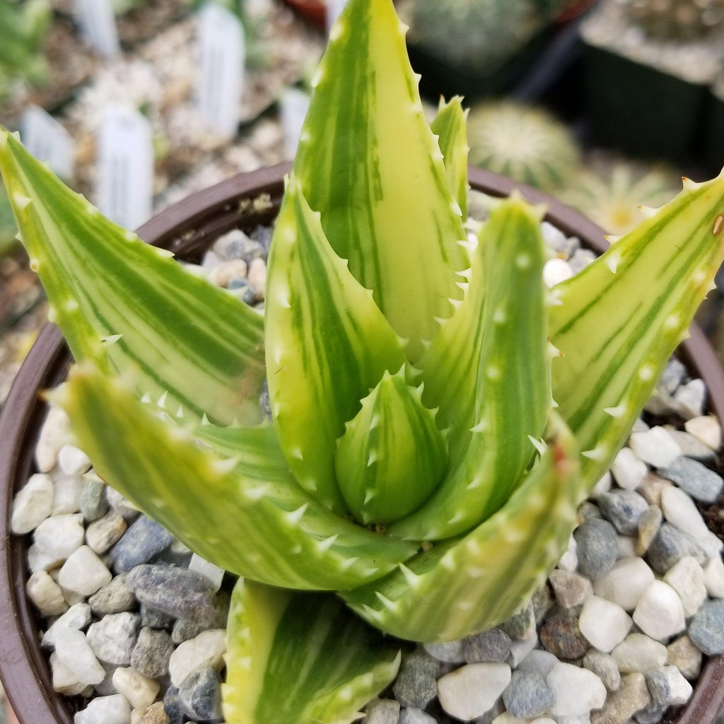 Golden Toothed Aloe - Aloe nobilis variegata