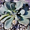 Aloinopsis rosulatum