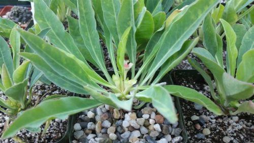 Euphorbia bupleurifolia