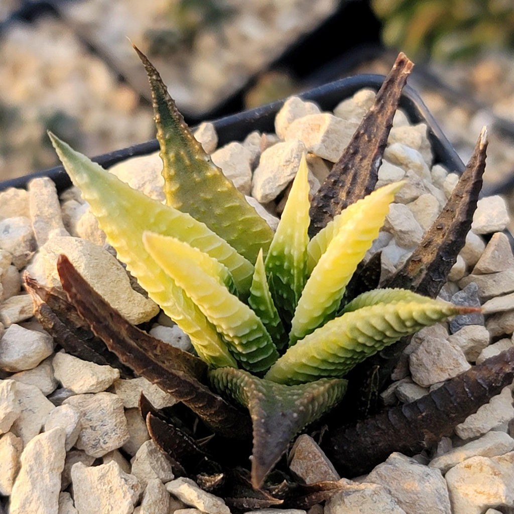 Haworthia limifolia variegata