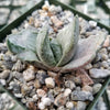 Gasteria sakura fuji