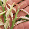 Pedilanthus tithymaloides variegated 3 cuttings