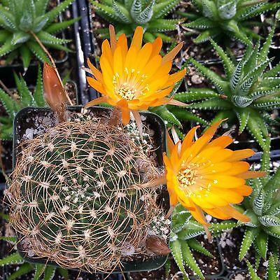 Lobivia acanthoplegma v. roseiflora