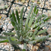 Senecio scaposus