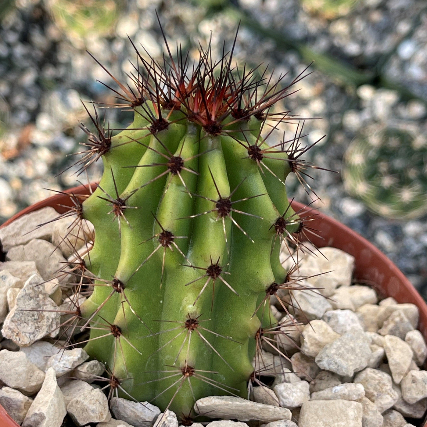 Organ Pipe Cactus - Stenocereus thurberi