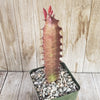 African Milk Tree - Euphorbia trigona &