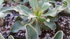 Elephants Trunk Plant - Pachypodium namaquanum