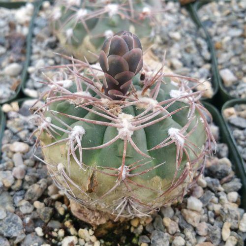 Gymnocalycium riojense