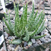 Aloe Humilis