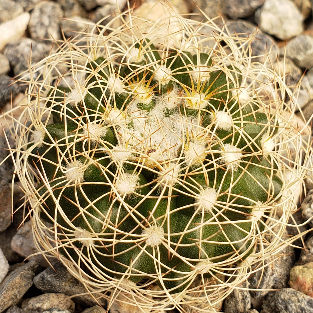 Discocactus arneispinus