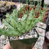 Huernia Nova Mccoy