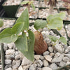 Elephant’s Foot Succulent - Dioscorea elephantipes