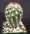 Echinocereus desyacanthus v. rectispinus