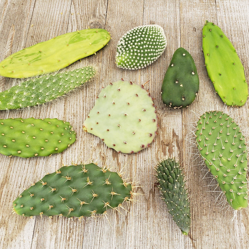 Opuntia pad 3 assorted cuttings