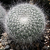 Mammillaria hahniana