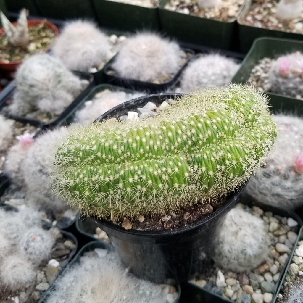 Trichocereus huascha cristata
