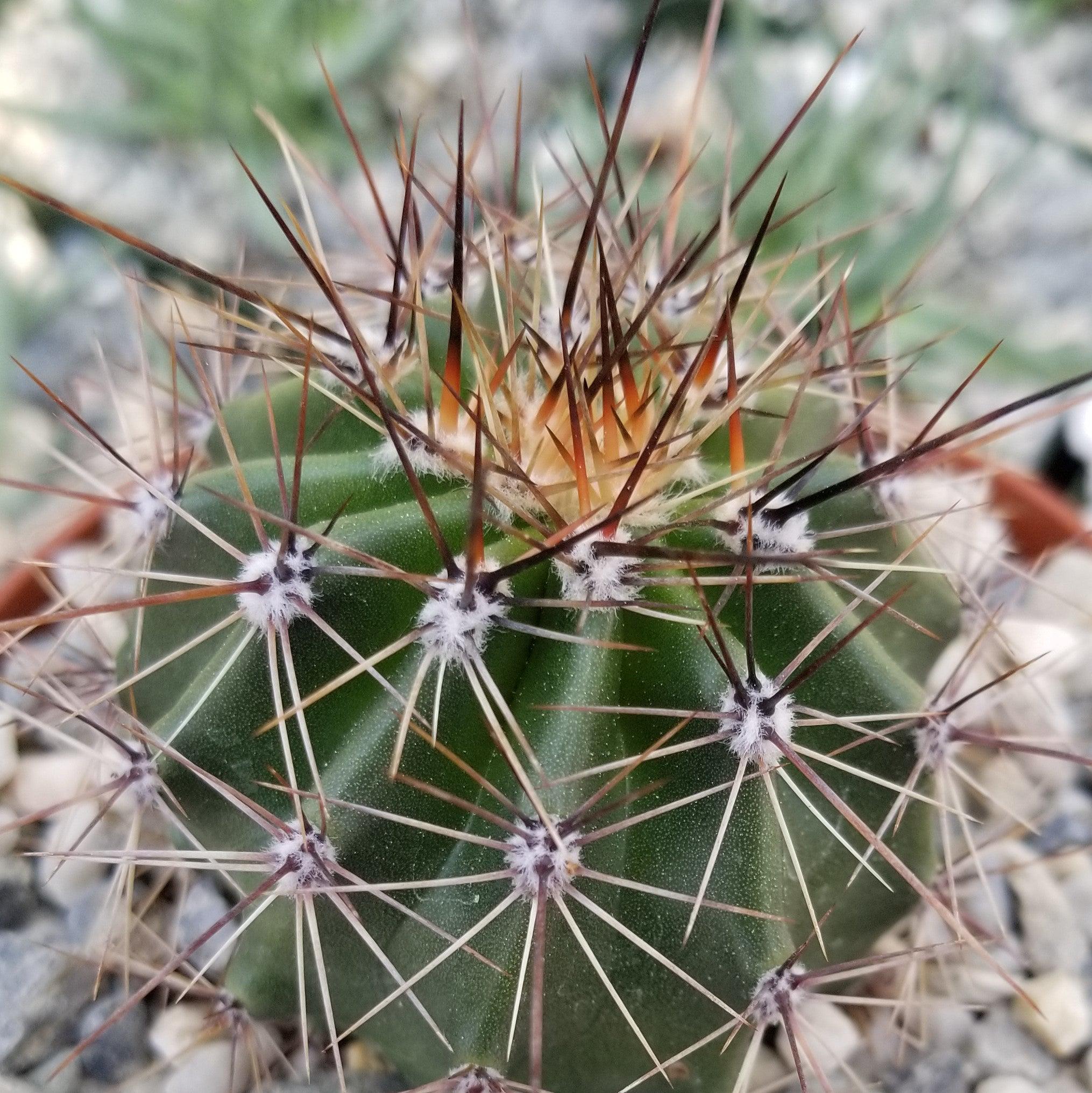 Saguaro Cactus - Carnegiea gigantea