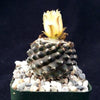 Copiapoa tenuissima