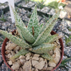 Aloe Diego