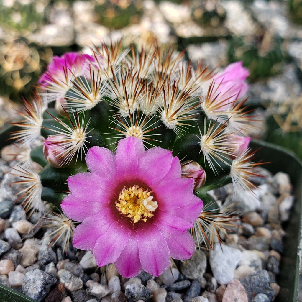 Mammillaria lauii subducta
