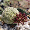 Pseudolithos migiurtinus