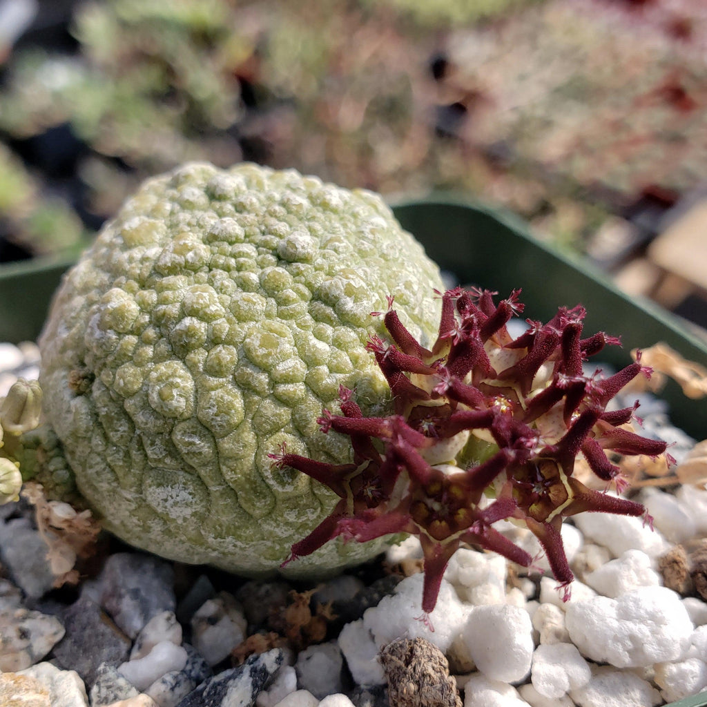 Pseudolithos migiurtinus