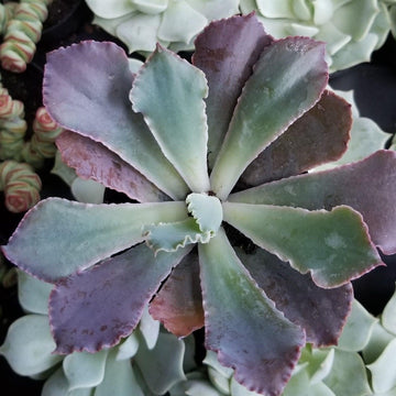 purple and green succulent name Buy Echeveria Neon Breakers Succulent Plant
