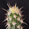 Echinocereus brandegeei