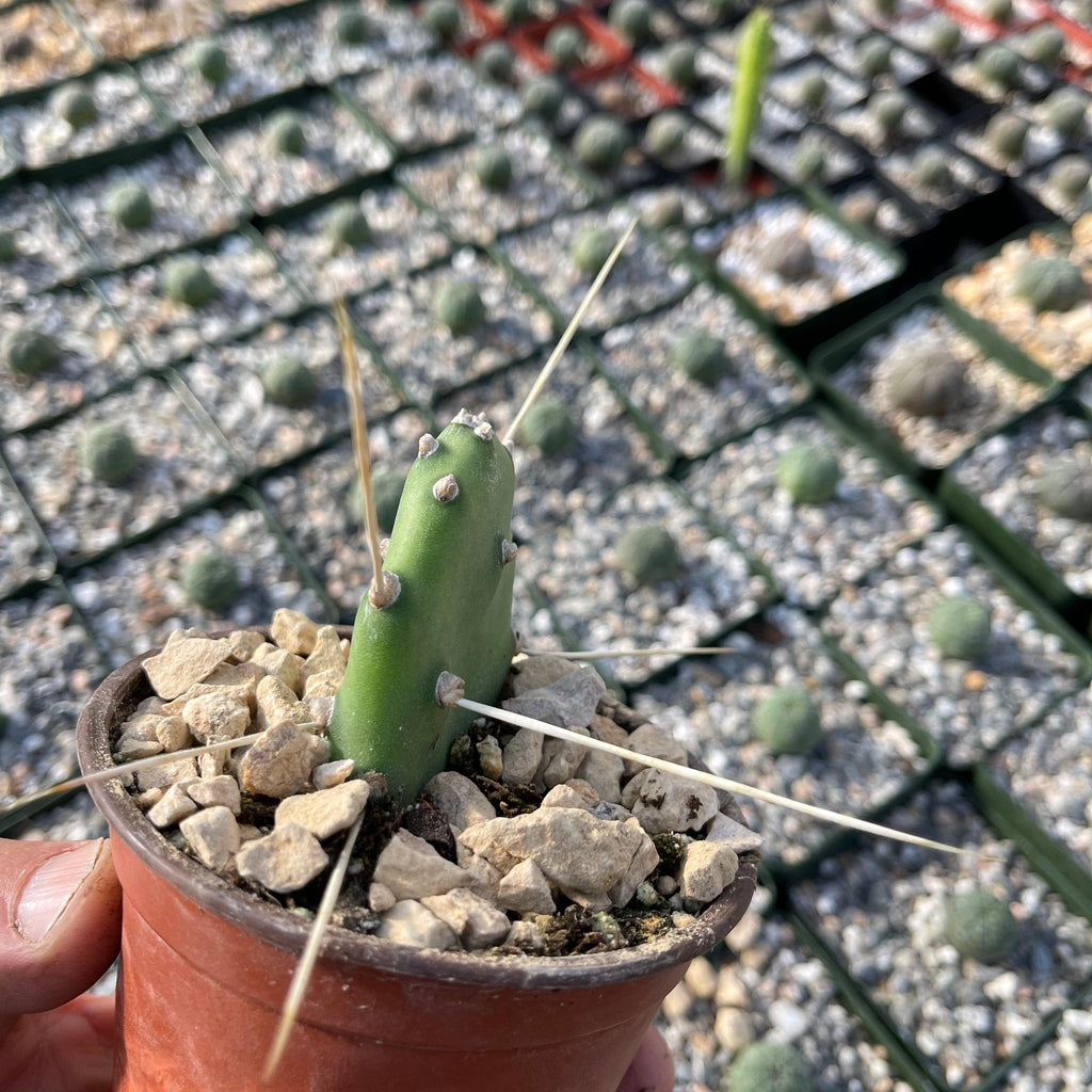 Opuntia quimilo pad cutting