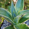 Variegated Smooth Agave - Agave desmettiana variegata