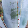 Aloe capitata quartziticola