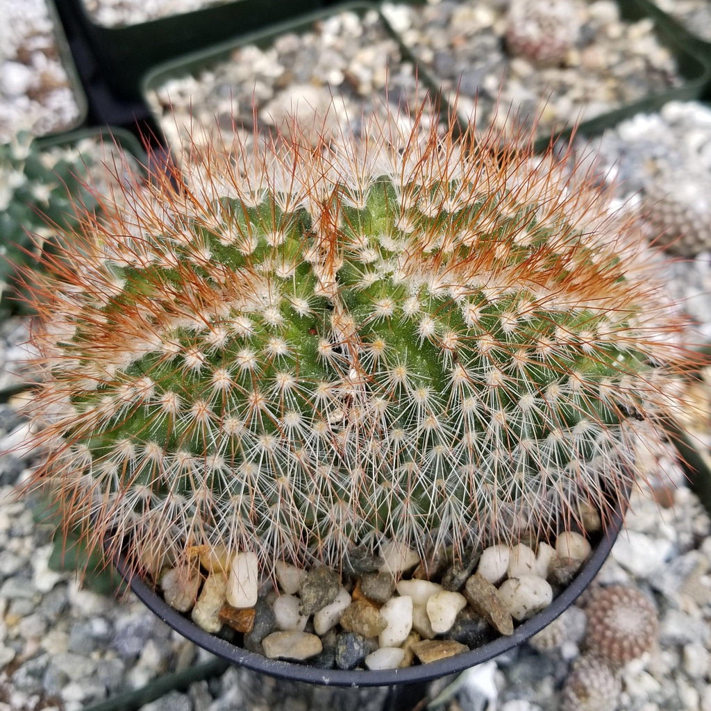 Mammillaeria Spinosissima Cristata