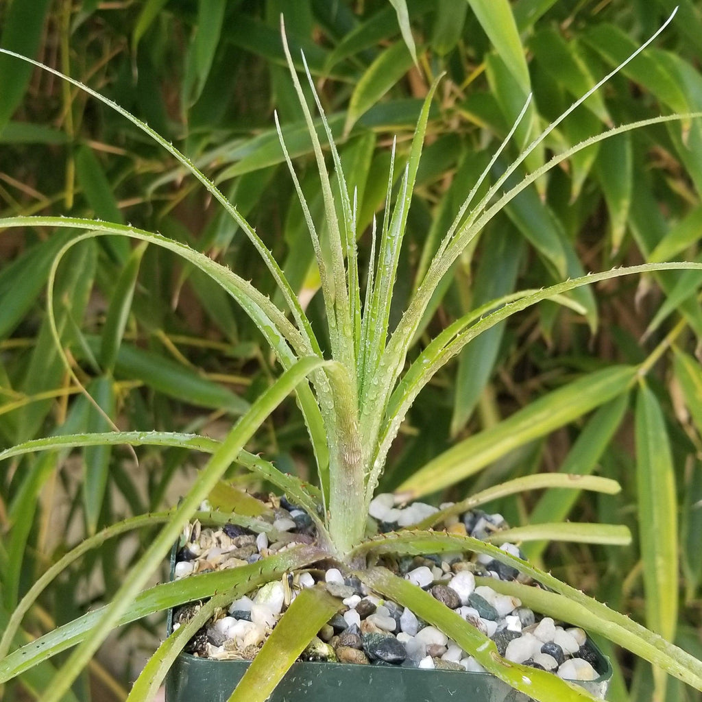 Puya mirabilis