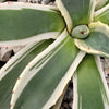 Agave applanata marginata