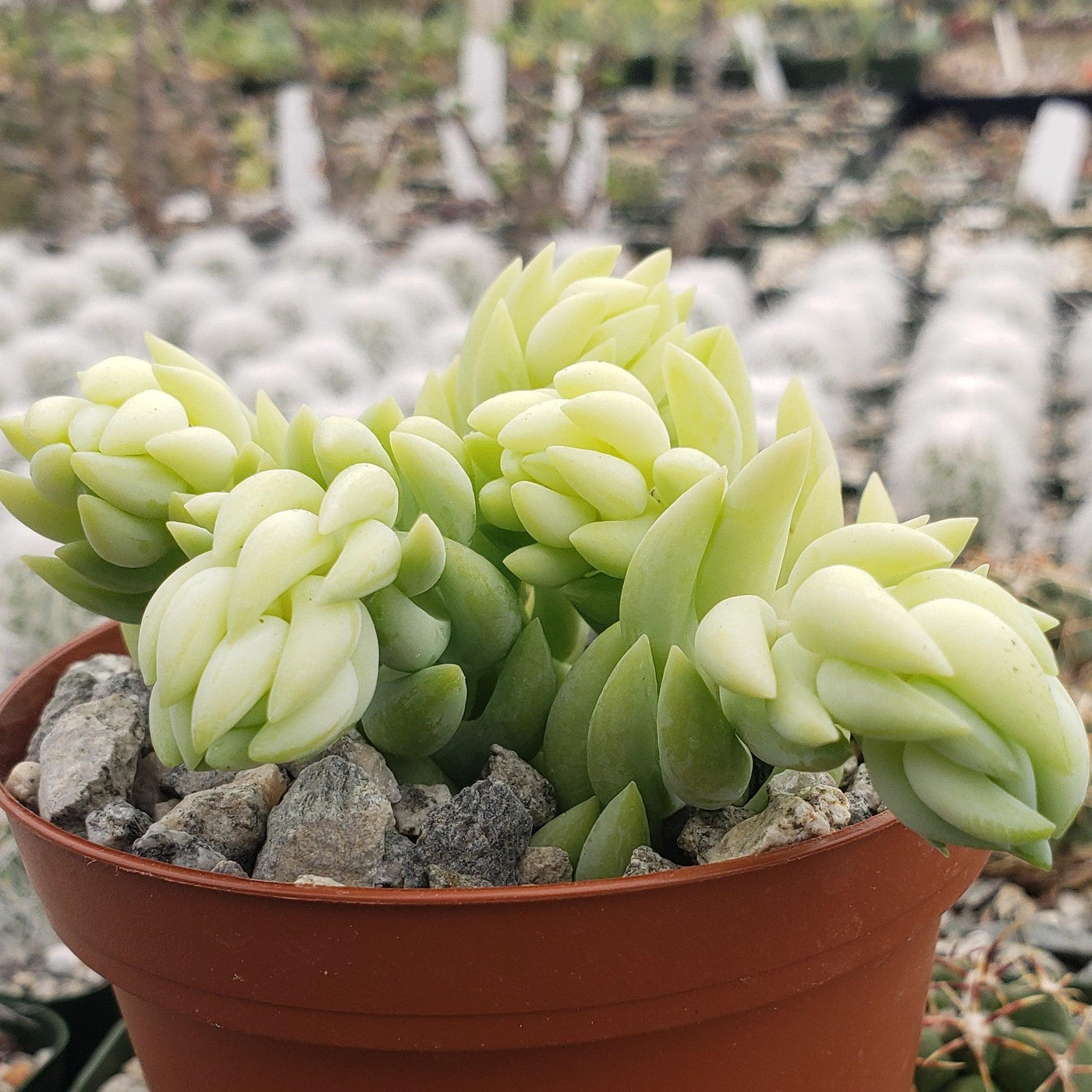 succulents box sedum donkey's tail succulent Sedum morganianum Burro's Tail 4" Pot