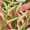 Pedilanthus tithymaloides variegated 3 cuttings