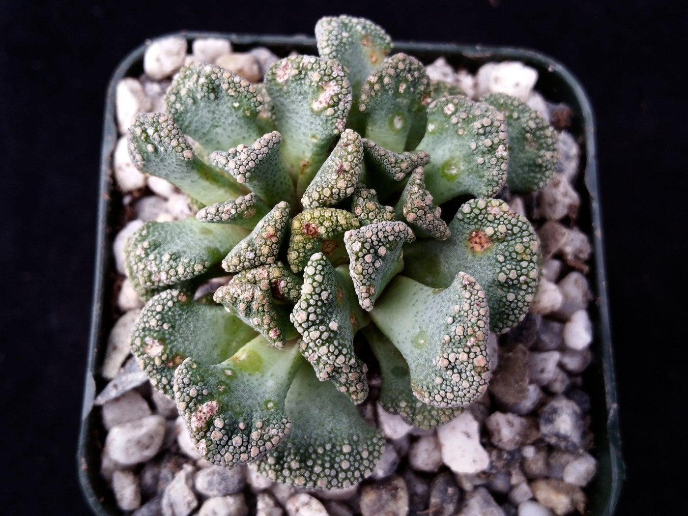 concrete plant succulent Titanopsis Calcarea For Sale