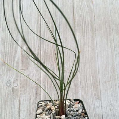Dasylirion parryanum graminifolium