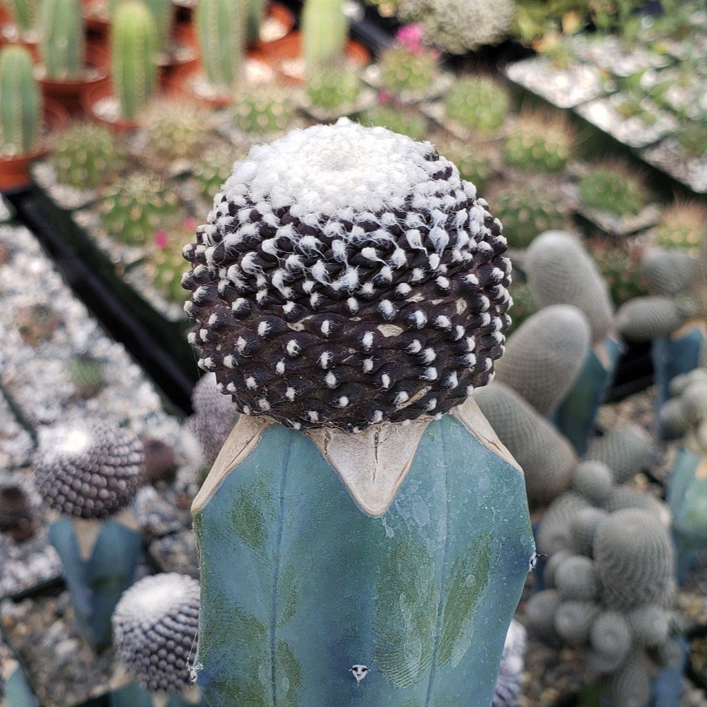 Copiapoa tenuissima grafted Large